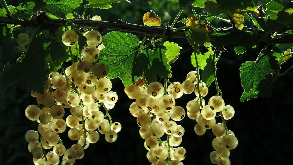 Смородина подвержена нападению вредителей