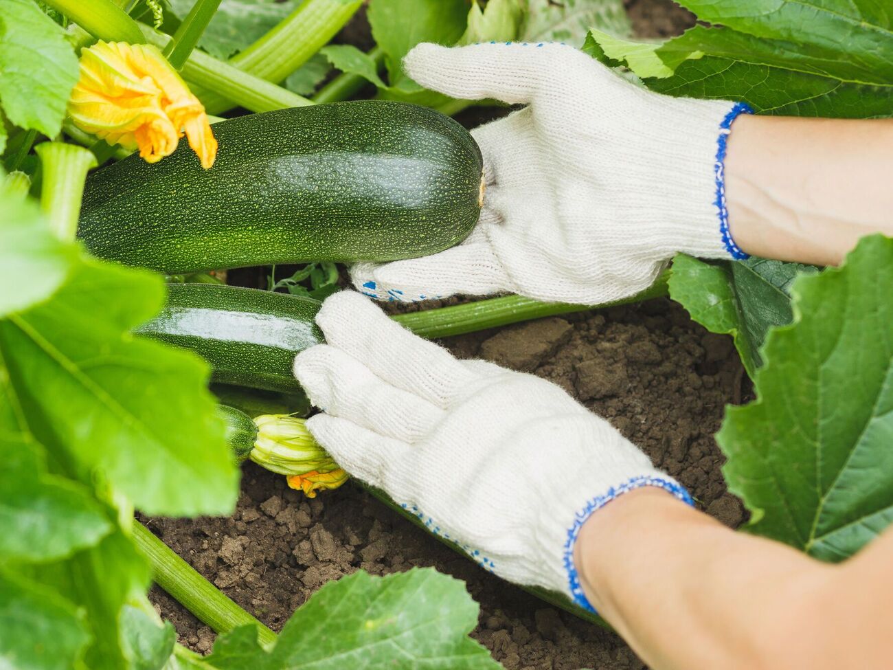 Опытные овощеводы всегда удаляют первые цветки на кустах