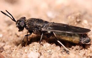 Муху россияне предлагают использовать в лекарствах и продуктах питания