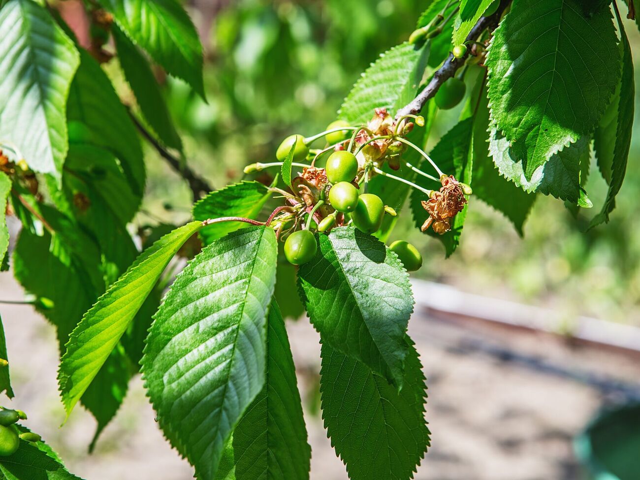 Сад нужно обрабатывать в сухую безветренную погоду