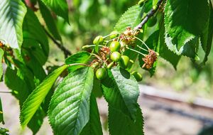 Сад нужно обрабатывать в сухую безветренную погоду