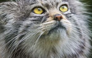 В результате удара по Смеле была поражена гражданская инфраструктура и повреждено логистическое и железнодорожное сообщение, говорят в ВСУ