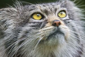 В результате удара по Смеле была поражена гражданская инфраструктура и повреждено логистическое и железнодорожное сообщение, говорят в ВСУ