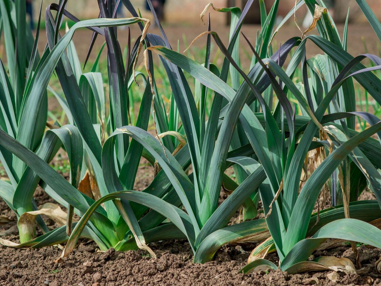 По словам огородницы, подкормку чеснока с использованием нашатырного спирта нужно проводить в мае