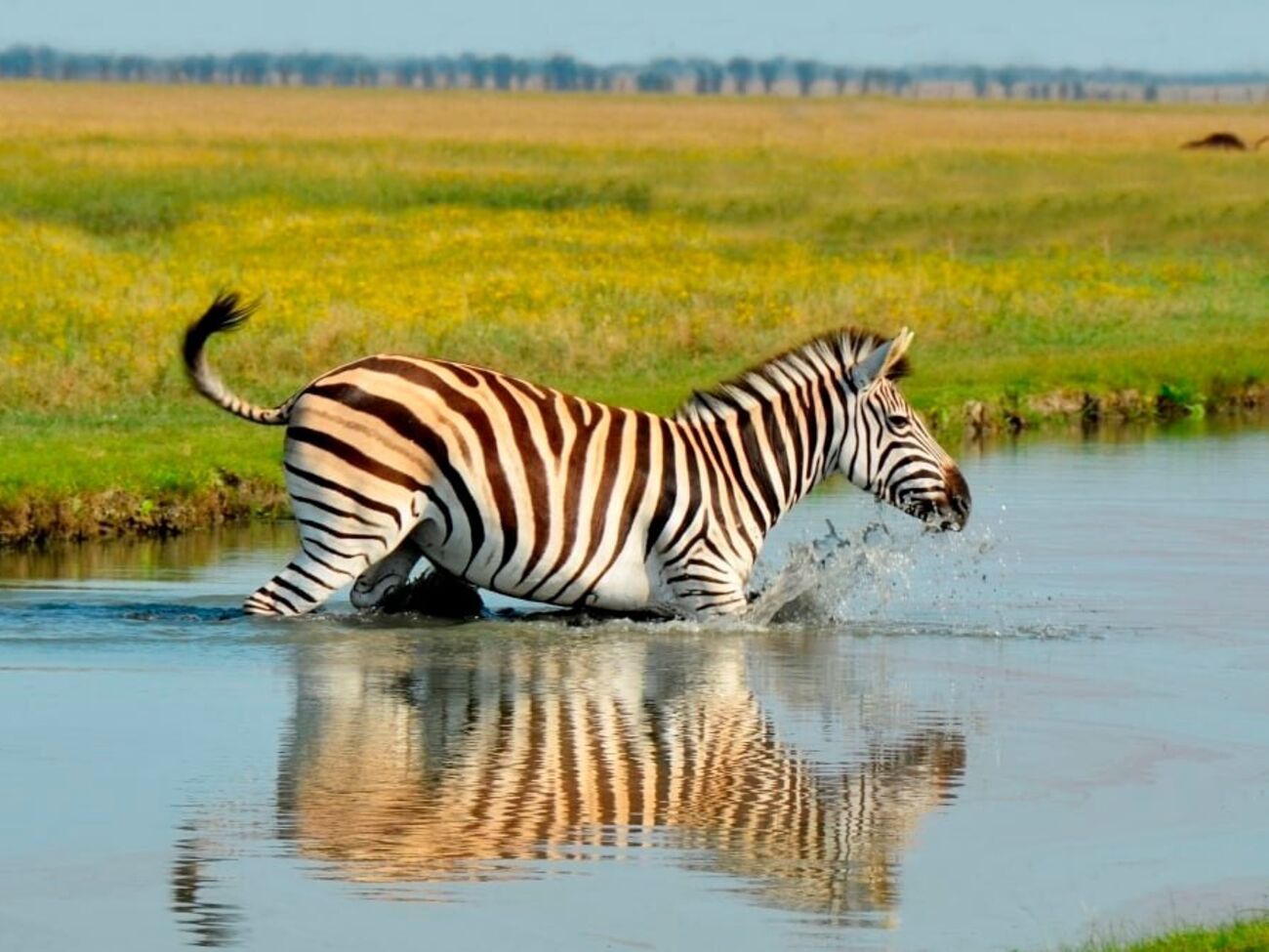 Окупанти вивезли зебр із заповідника