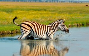 Окупанти вивезли зебр із заповідника