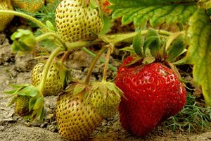 Клубника даст обильный урожай