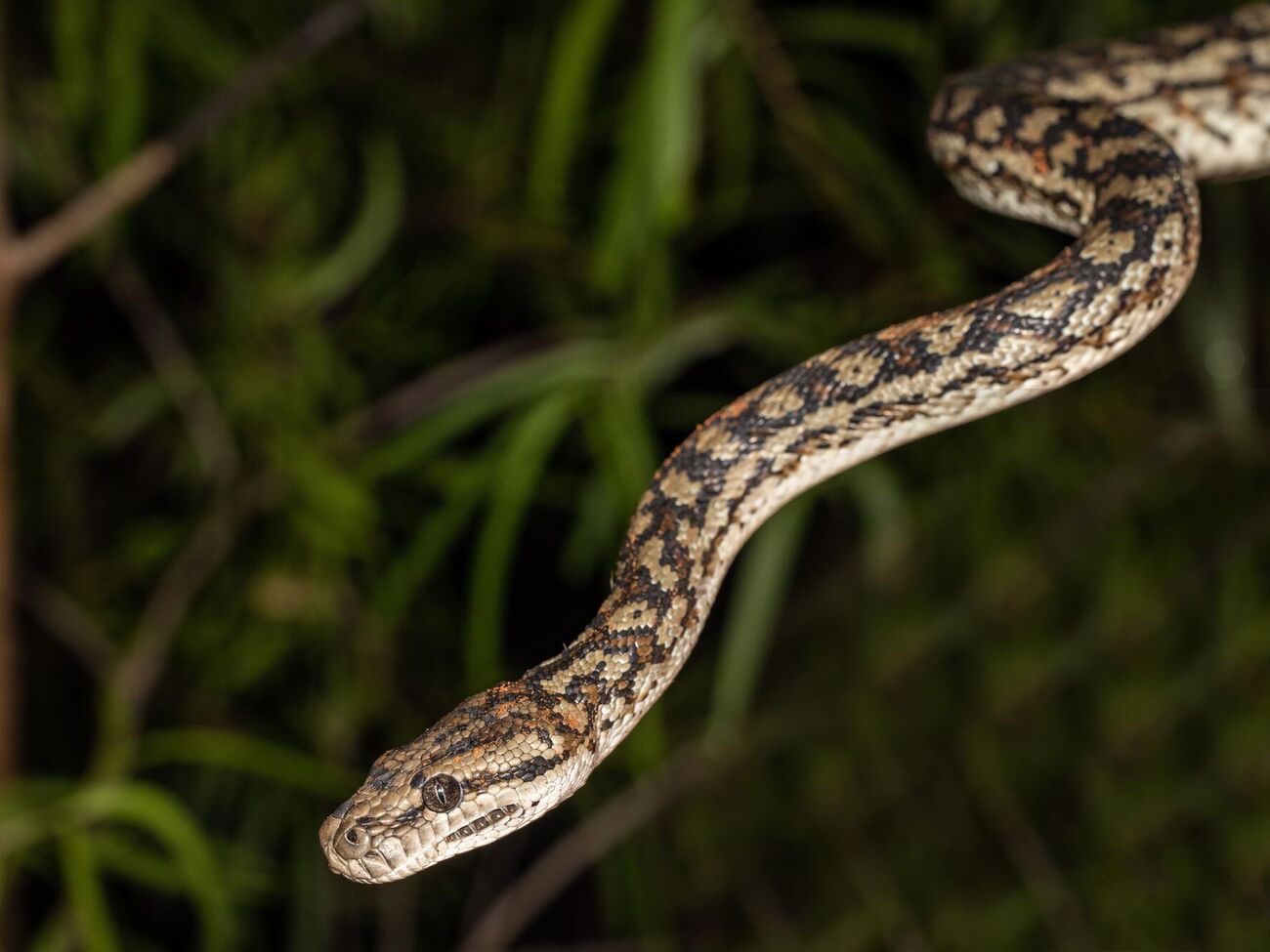 В ГСЧС призвали граждан быть осторожными в связи с активностью змей