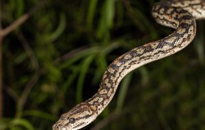 В ГСЧС призвали граждан быть осторожными в связи с активностью змей