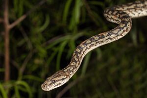 В ГСЧС призвали граждан быть осторожными в связи с активностью змей