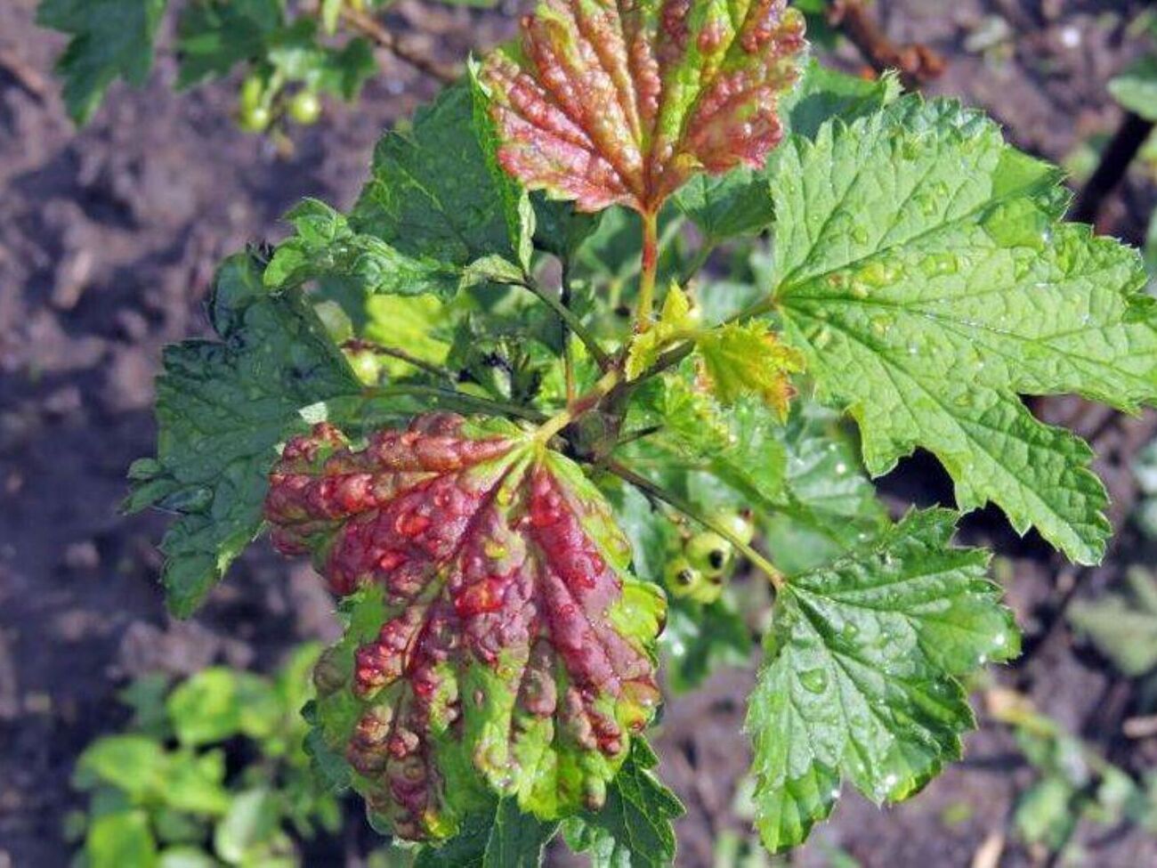 Галова попелиця найчастіше уражає молоде листя смородини, утворюючи досить великі колонії на його нижньому боці
