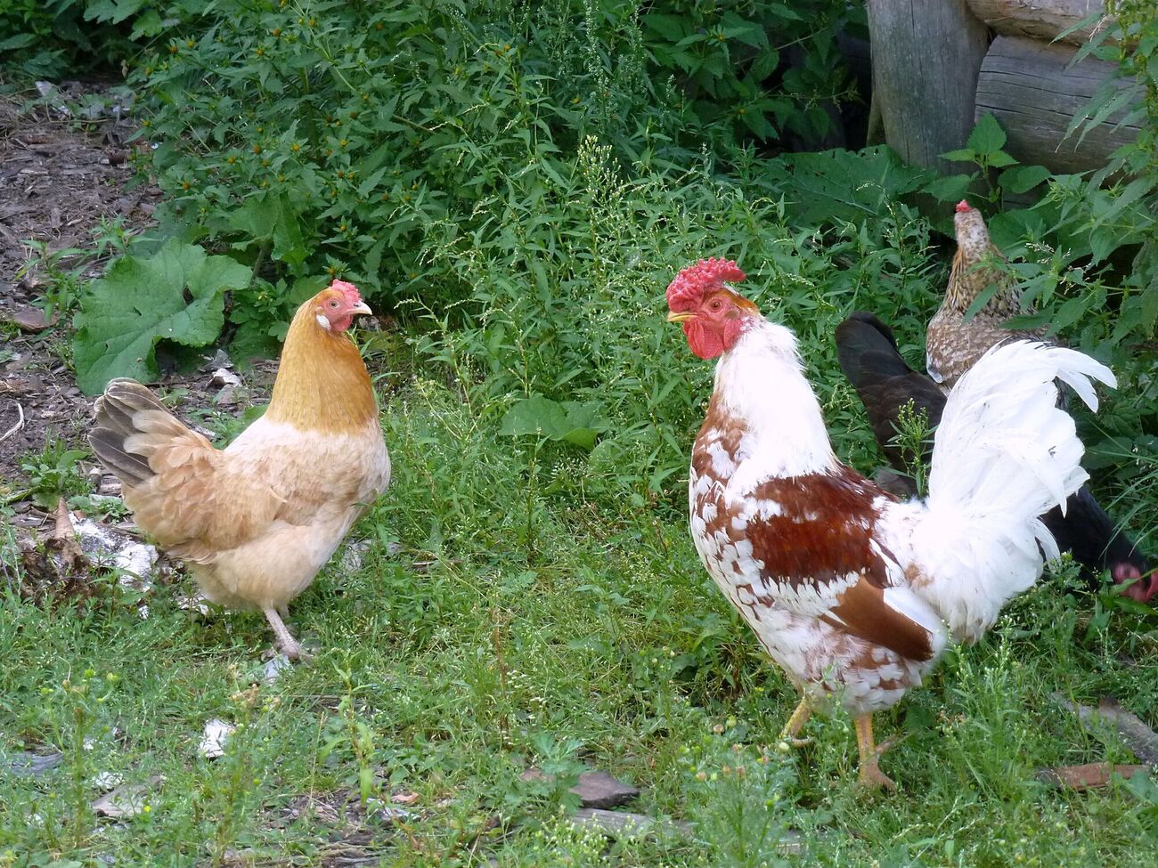 Качан має висіти на такій відстані від землі, щоб кури змушені були підстрибувати, прагнучи його подзьобати