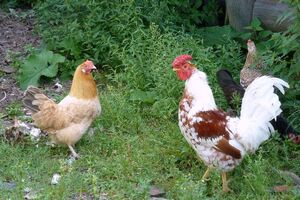 Кочан должен висеть на таком расстоянии от земли, чтобы куры вынуждены были подпрыгивать, стремясь его поклевать