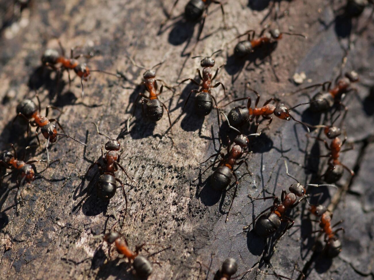 Муравьи покинут сад и не смогут навредить урожаю