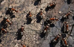 Муравьи покинут сад и не смогут навредить урожаю