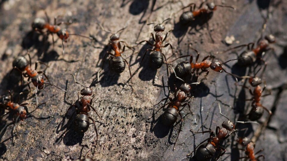 Муравьи покинут сад и не смогут навредить урожаю