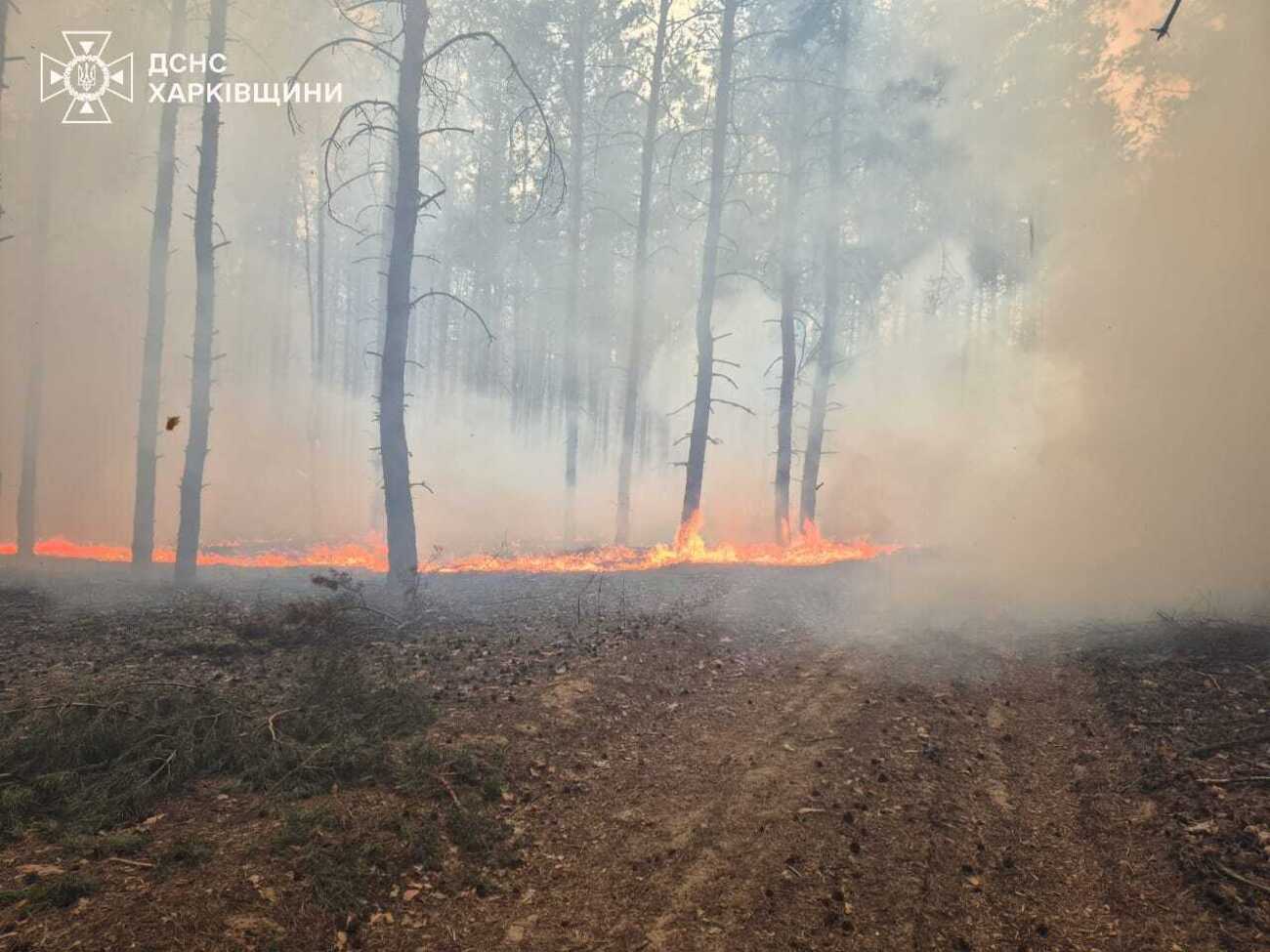 Общая площадь пожара составила более 9 га, спасатели его ликвидировали, отметили в ГУ ГСЧС в Харьковской области