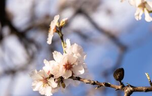 Если абрикосовый сад не обрабатывать от монилиоза, деревья полностью засохнут