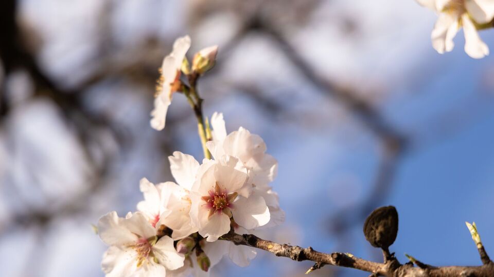 Якщо абрикосовий сад не обробляти від моніліозу, дерева повністю засохнуть