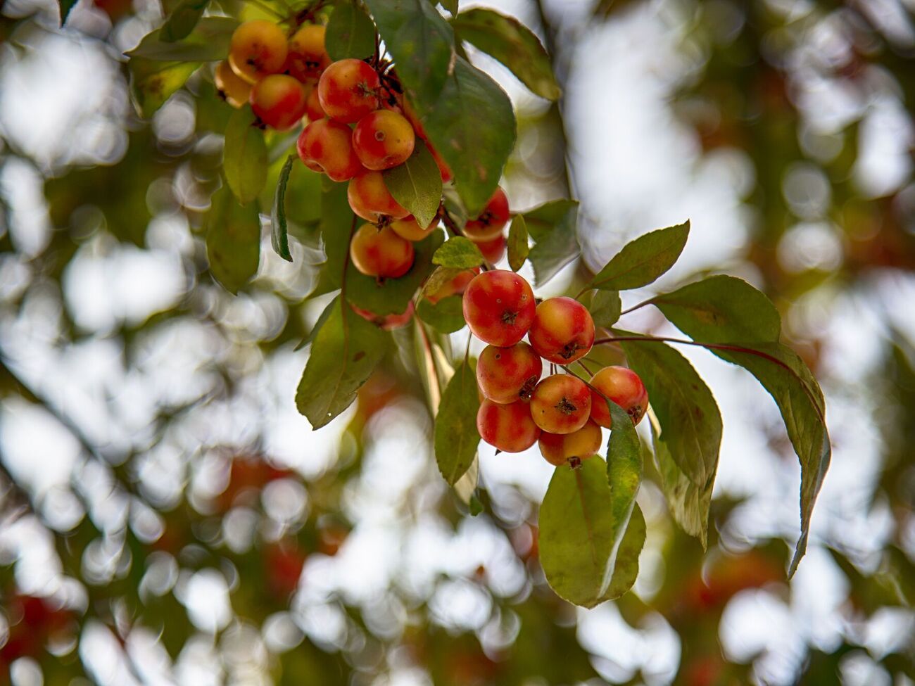 Для посадки подойдет хорошо прогреваемый солнцем участок без понижения