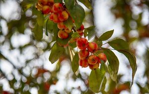 Для посадки подойдет хорошо прогреваемый солнцем участок без понижения