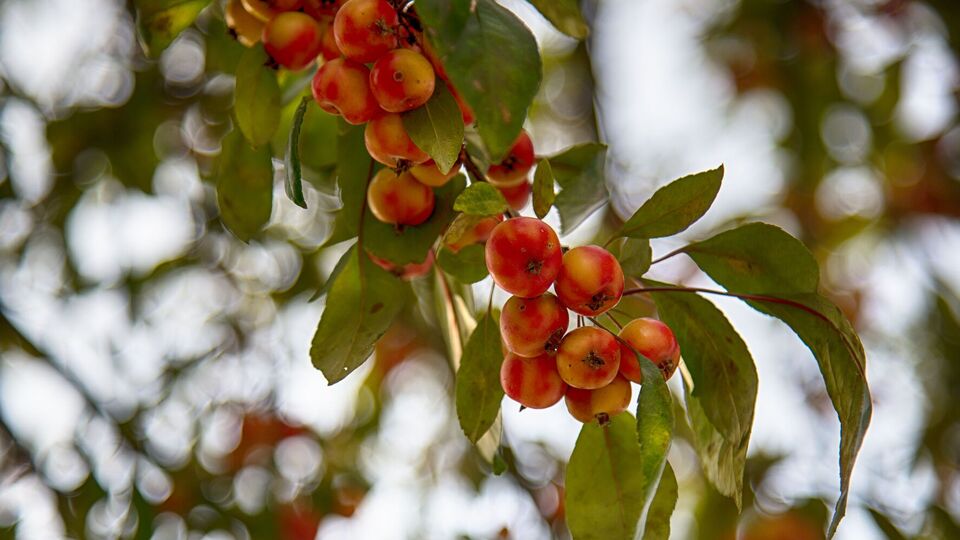 Для посадки подойдет хорошо прогреваемый солнцем участок без понижения