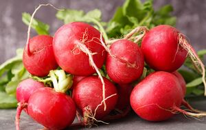 Редис лучше хранится в сухом виде