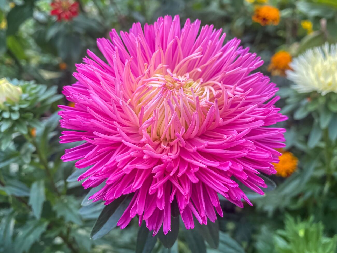 Астры порадуют уже ранней осенью