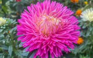 Астры порадуют уже ранней осенью