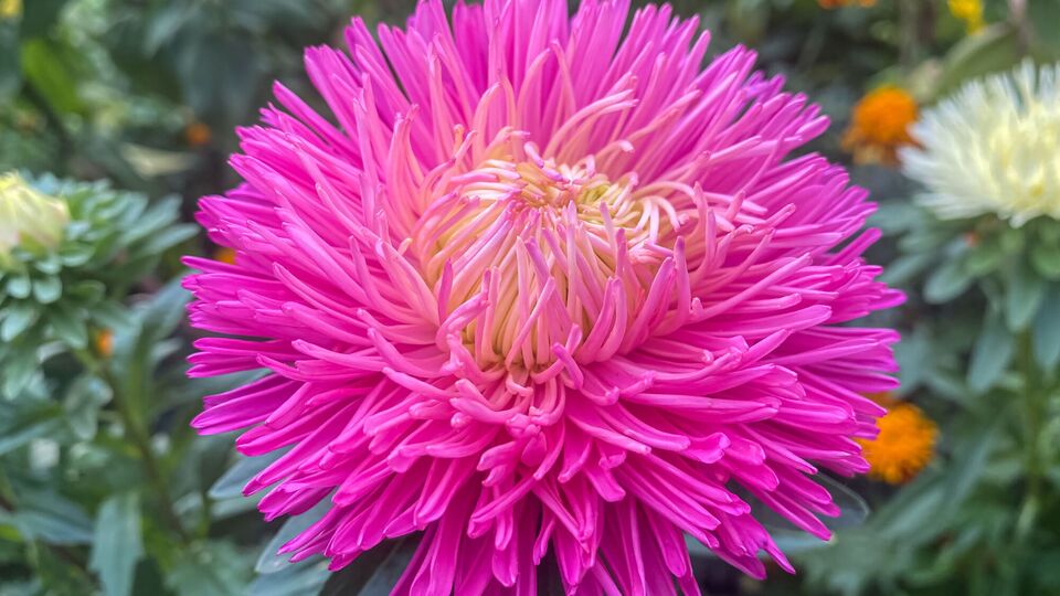 Астры порадуют уже ранней осенью