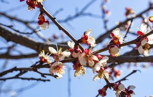 Вторую обработку абрикосов проводите в такое время, чтобы не было ветра и солнца