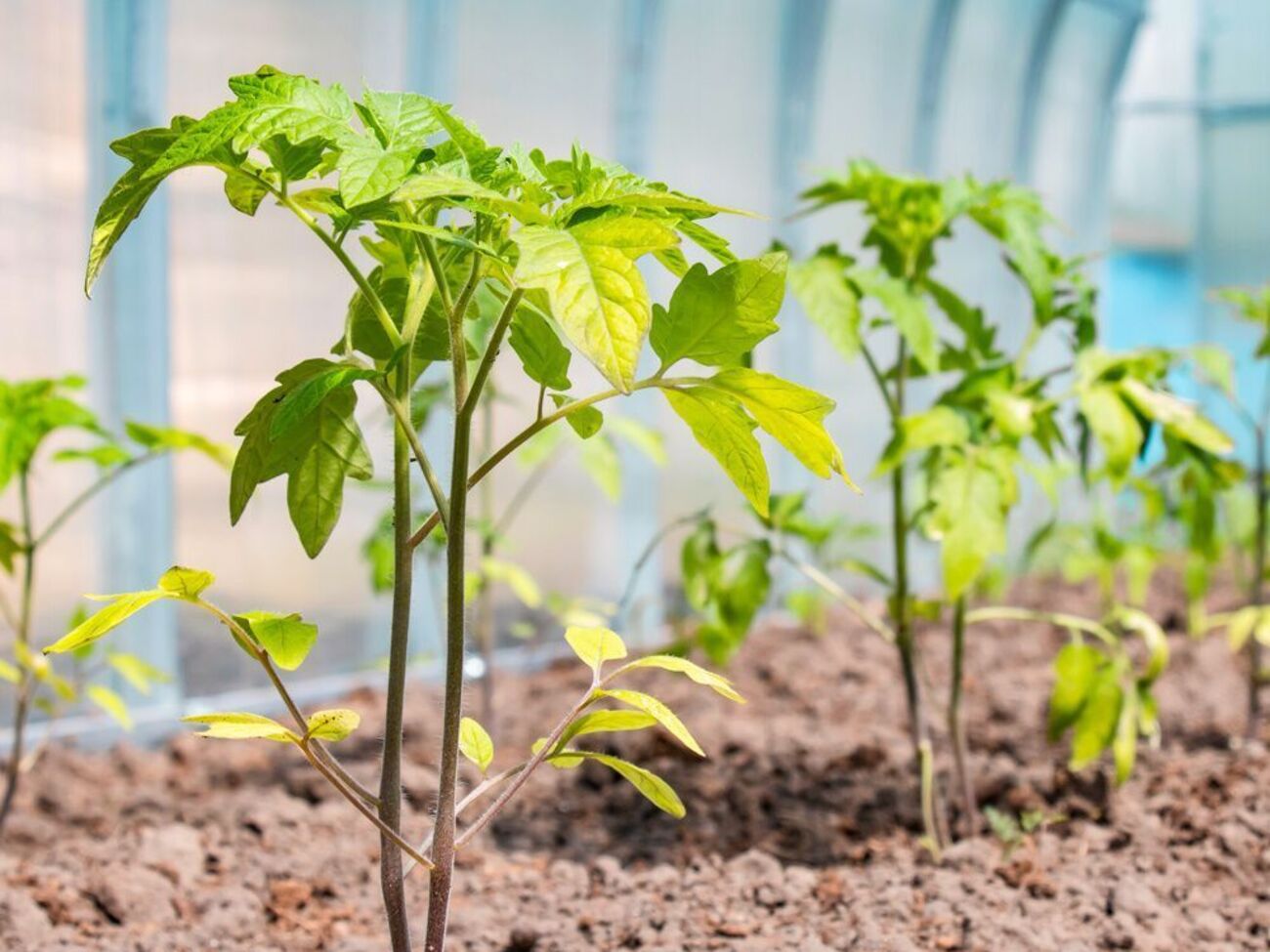 Причиной пожелтения листьев могут быть неправильный уход или заболевание