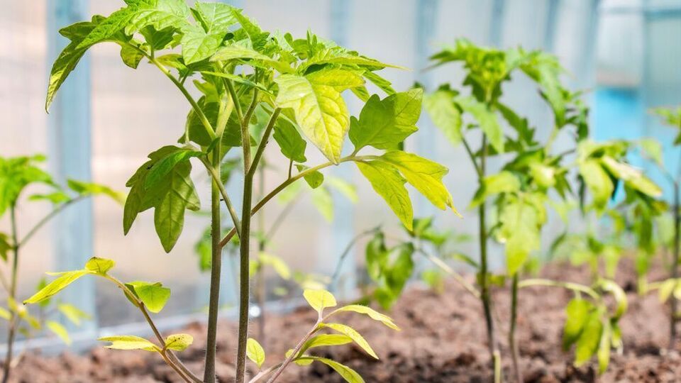 Причиной пожелтения листьев могут быть неправильный уход или заболевание