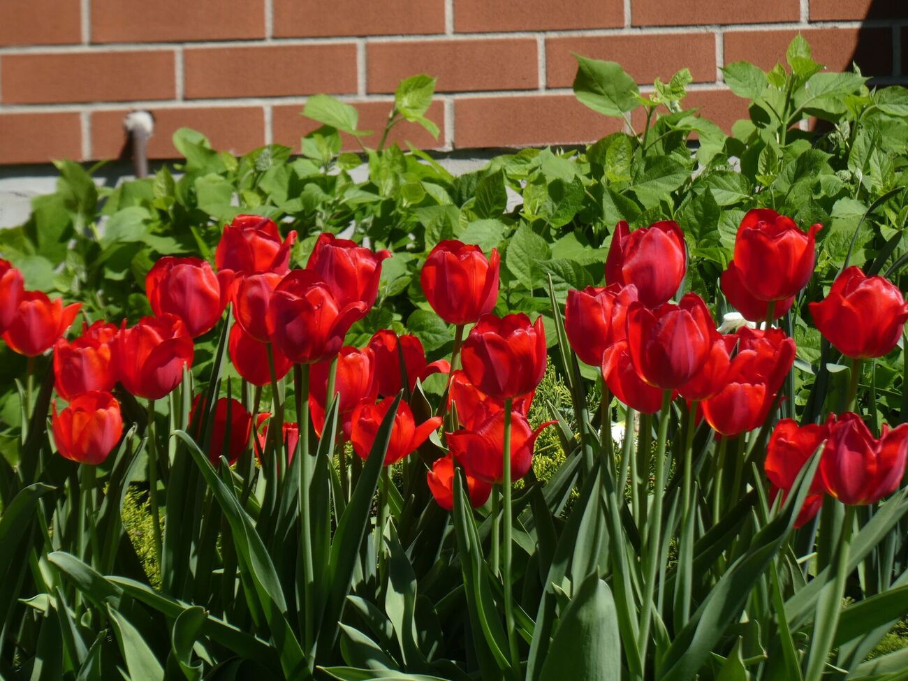 Полив тюльпанов со срезанными семенными коробками нужно проводить по мере необходимости, чтобы они не завяли