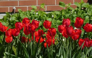 Полив тюльпанов со срезанными семенными коробками нужно проводить по мере необходимости, чтобы они не завяли