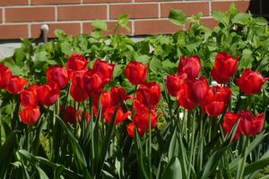 Полив тюльпанов со срезанными семенными коробками нужно проводить по мере необходимости, чтобы они не завяли