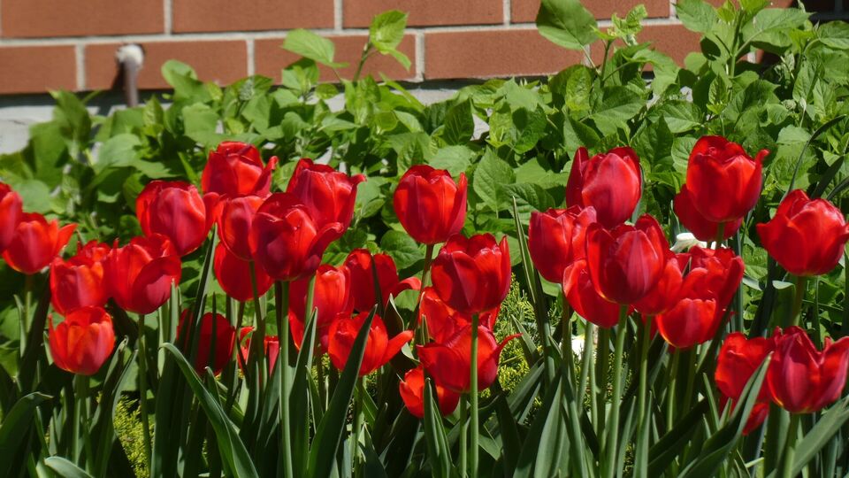 Полив тюльпанів зі зрізаними насіннєвими коробками потрібно проводити за потреби, щоб вони не зав'яли