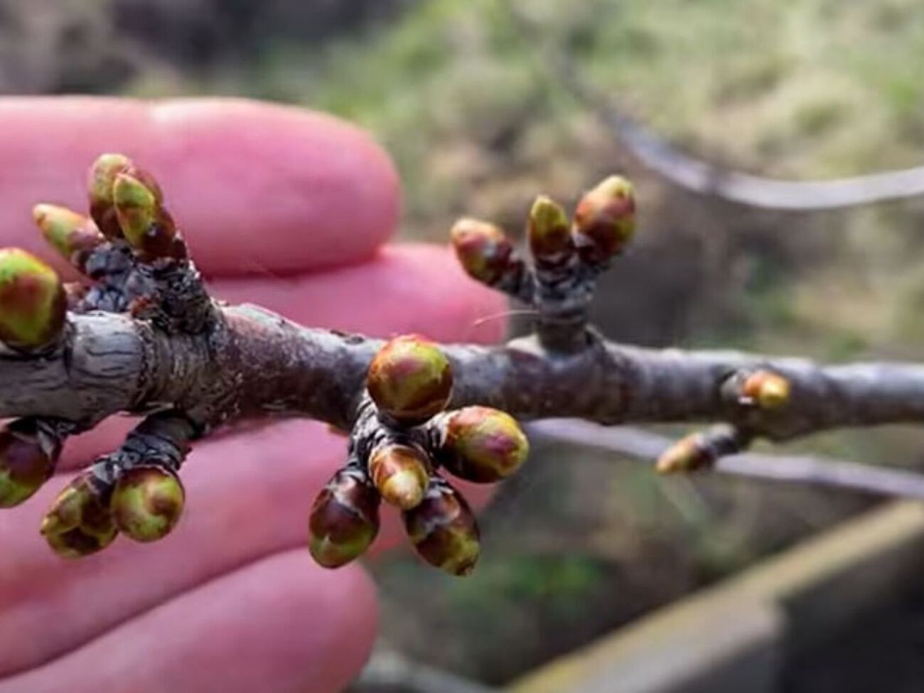 Садівник попередив, що обробляти сад баковою сумішшю потрібно в респіраторі, рукавичках і чоботях