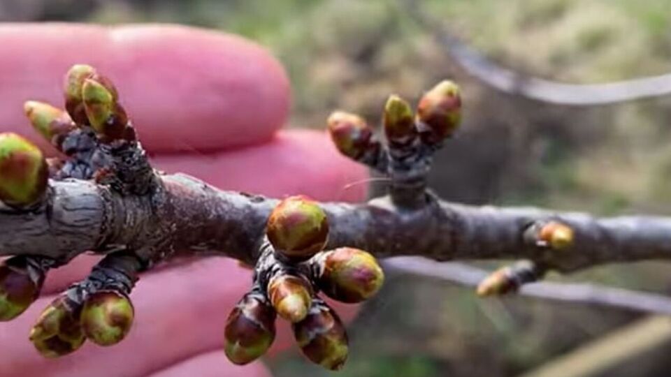 Садовод предупредил, что обрабатывать сад баковой смесью нужно в респираторе, перчатках и сапогах