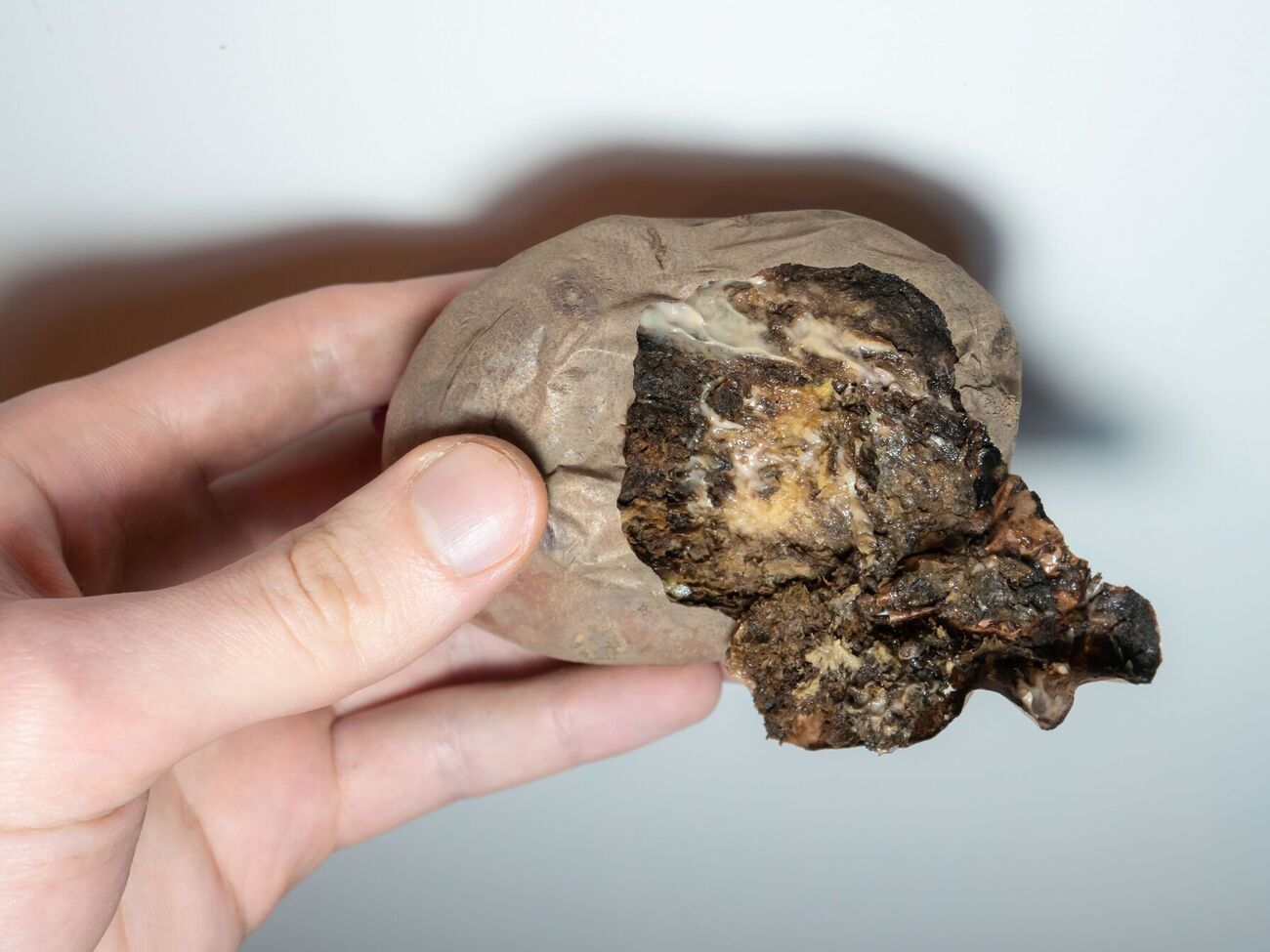 Парша способна полностью испортить картофель