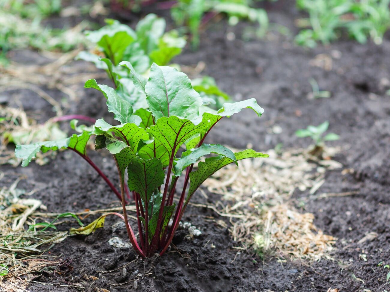 Городники рекомендують сіяти буряки лише після того, як закінчаться нічні похолодання