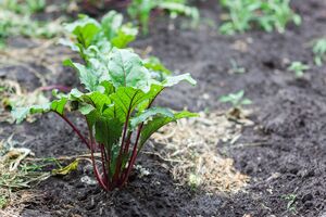 Городники рекомендують сіяти буряки лише після того, як закінчаться нічні похолодання