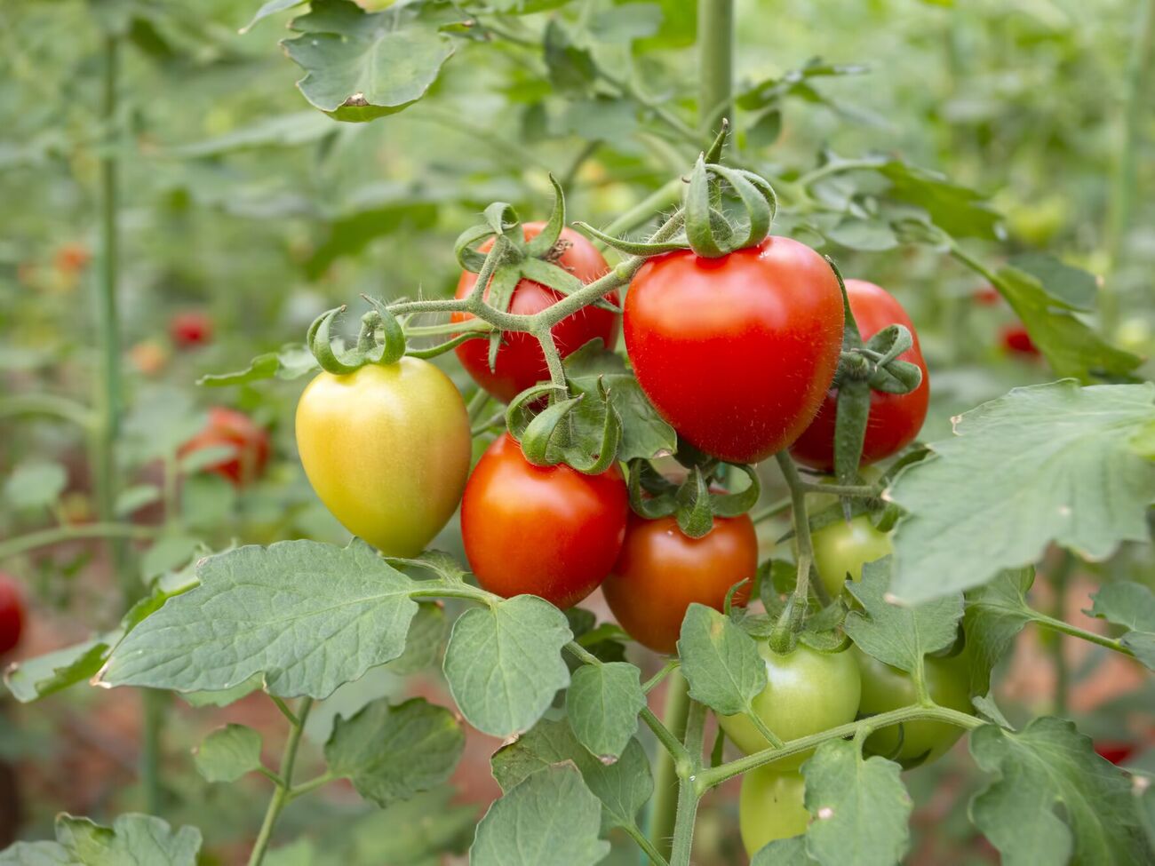 Помідори найкраще висаджувати в родючий, пухкий ґрунт із гарним дренажем