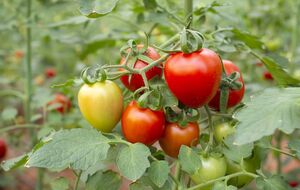 Помидоры лучше всего высаживать на плодородную, рыхлую почву с хорошим дренажем