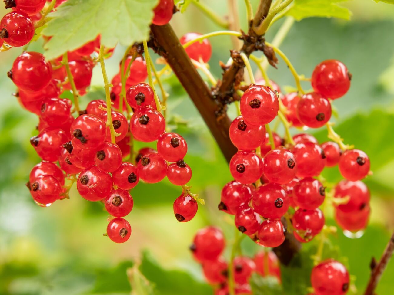 Смородина может вырасти слабой при неудачном соседстве