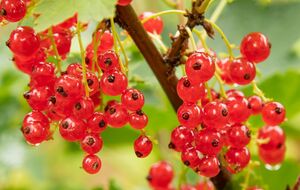 Смородина может вырасти слабой при неудачном соседстве