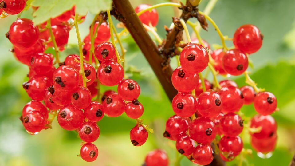 Смородина может вырасти слабой при неудачном соседстве