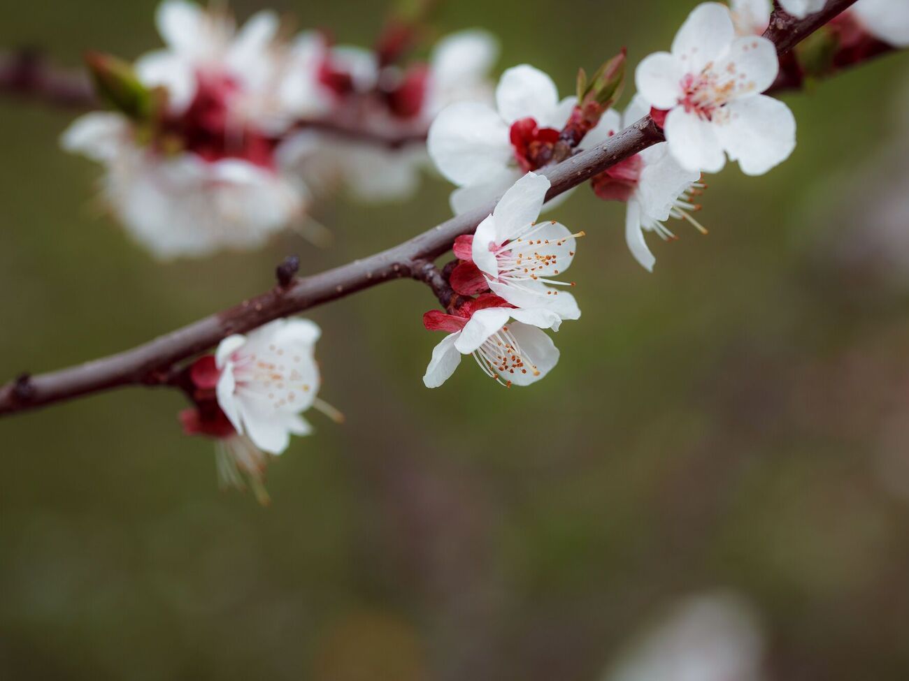 Монилиальный ожог абрикоса лечат комплексом фунгицидных препаратов
