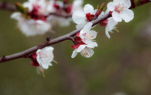 Монилиальный ожог абрикоса лечат комплексом фунгицидных препаратов