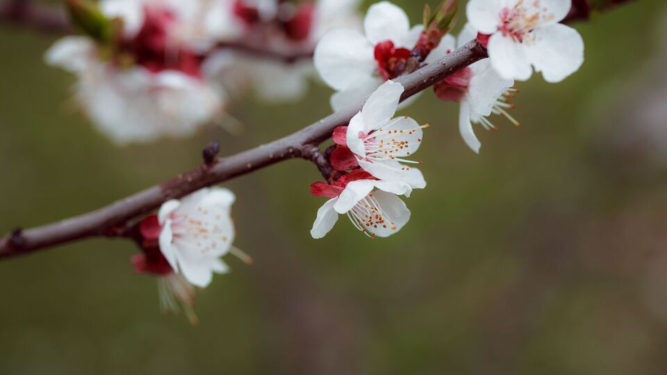 Моніліальний опік абрикоса лікують комплексом фунгіцидних препаратів